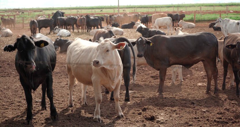 Fábrica de Ração e Óleo de Soja Traz Lucro e Sustentabilidade no Agro