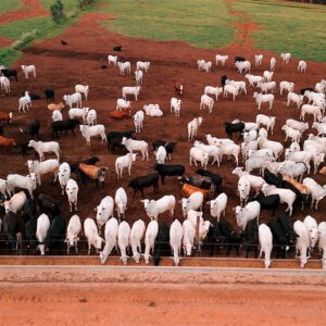 Fábrica de Ração em Expansão: 5 Extrusoras ZAAMP para Mais Lucro e Eficiência no Confinamento