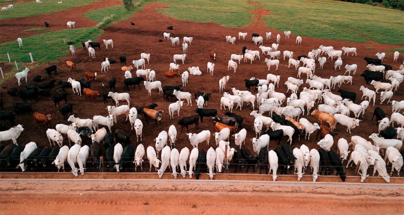 Fábrica de Ração em Expansão: 5 Extrusoras ZAAMP para Mais Lucro e Eficiência no Confinamento