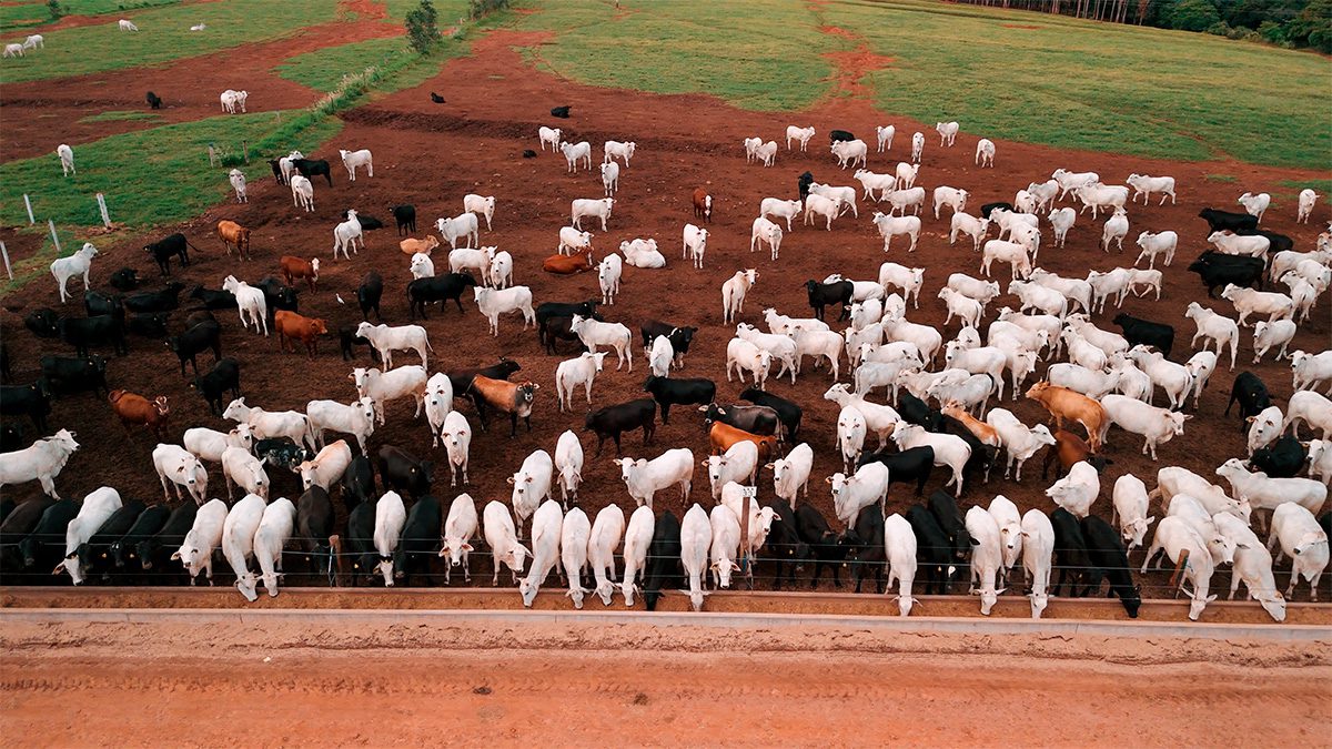 Fábrica de Ração em Expansão: 5 Extrusoras ZAAMP para Mais Lucro e Eficiência no Confinamento