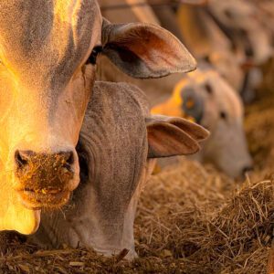Confinamento Auto Sustentável e Nutrição Animal Eficiência, Sanidade e Rentabilidade