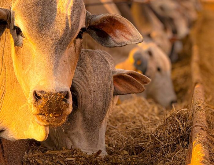 Confinamento Auto Sustentável e Nutrição Animal Eficiência, Sanidade e Rentabilidade Self-Sustainable Feedlot and Animal Nutrition: Efficiency, Health, and Profitability