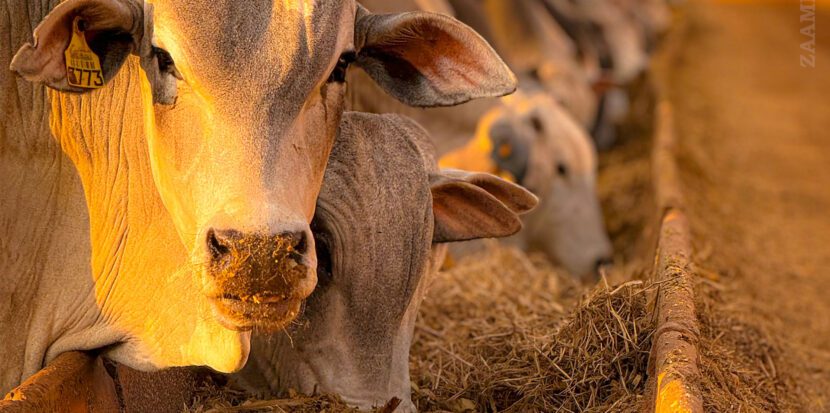 Self-Sustainable Feedlot and Animal Nutrition: Efficiency, Health, and Profitability