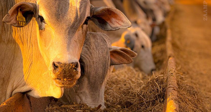 Confinamento Auto Sustentável e Nutrição Animal Eficiência, Sanidade e Rentabilidade