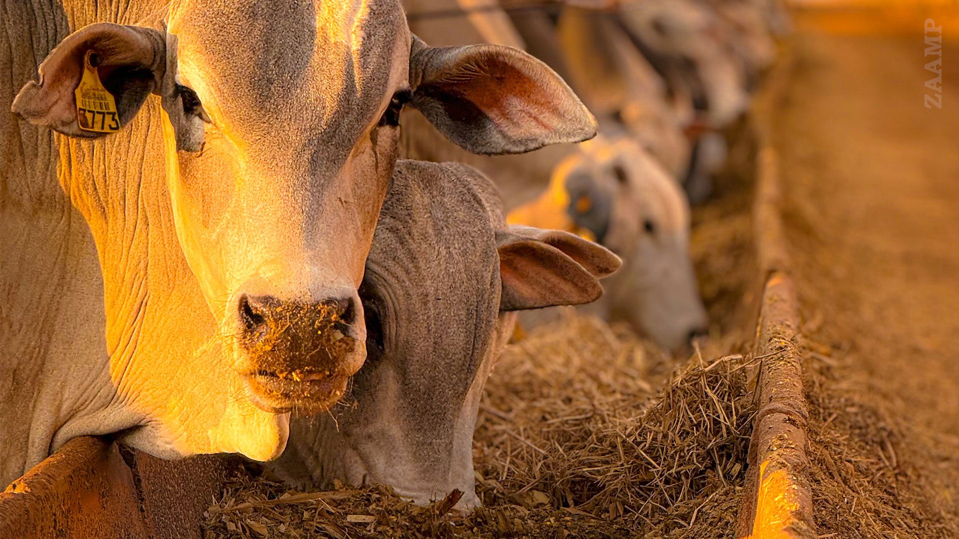 Self-Sustainable Feedlot and Animal Nutrition: Efficiency, Health, and Profitability