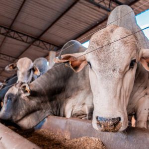 Como a Produção de Farelo e Óleo na Fazenda Está Revolucionando a Nutrição no Confinamento de Gado