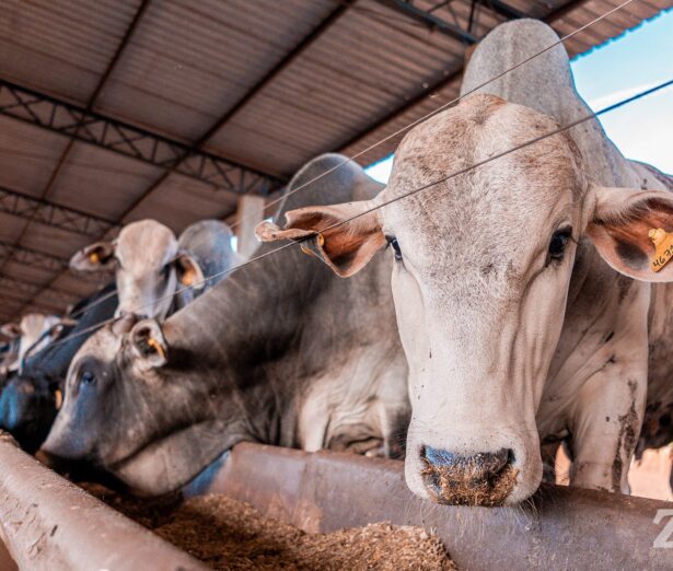 Como a Produção de Farelo e Óleo na Fazenda Está Revolucionando a Nutrição no Confinamento de Gado