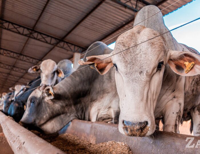Como a Produção de Farelo e Óleo na Fazenda Está Revolucionando a Nutrição no Confinamento de Gado