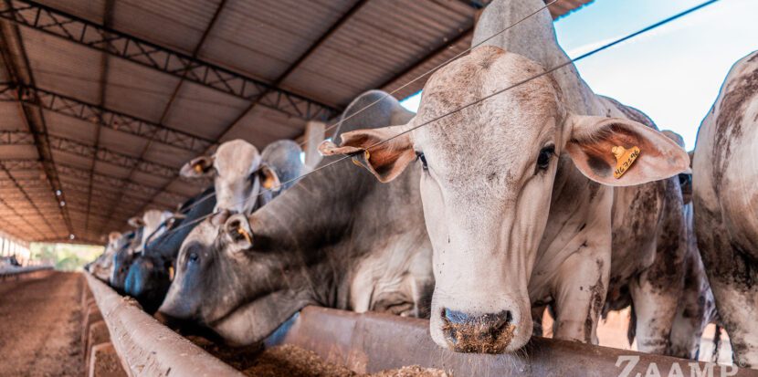 Como a Produção de Farelo e Óleo na Fazenda Está Revolucionando a Nutrição no Confinamento de Gado