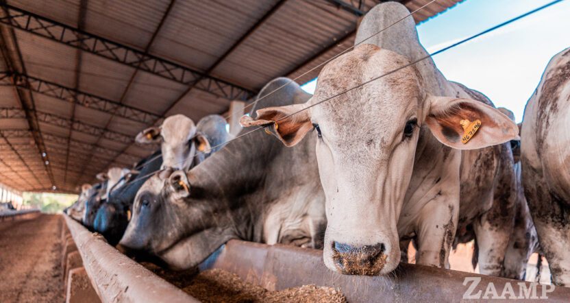 Como a Produção de Farelo e Óleo na Fazenda Está Revolucionando a Nutrição no Confinamento de Gado