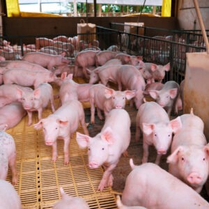 Grupo ZAAMP e UNIOESTE Parceria Inovadora para Transformar a Nutrição de Suínos