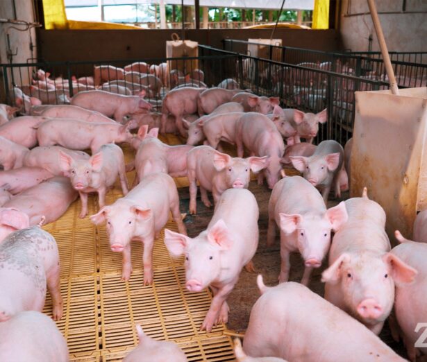 Grupo ZAAMP e UNIOESTE Parceria Inovadora para Transformar a Nutrição de Suínos