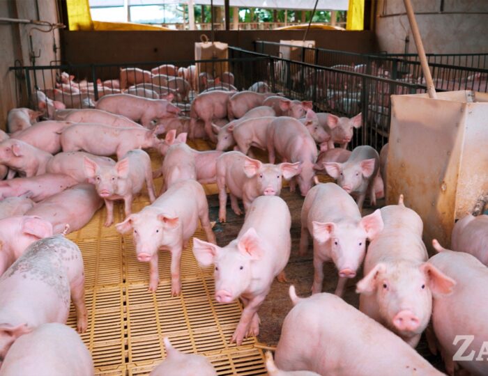 Grupo ZAAMP e UNIOESTE Parceria Inovadora para Transformar a Nutrição de Suínos