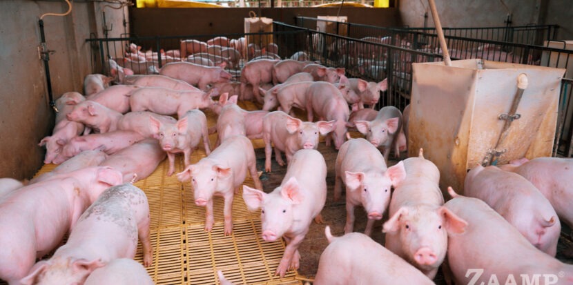 Grupo ZAAMP e UNIOESTE Parceria Inovadora para Transformar a Nutrição de Suínos