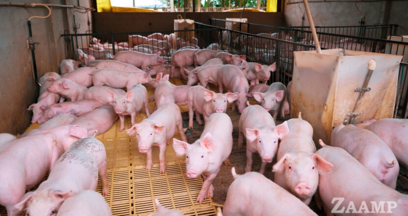 Grupo ZAAMP e UNIOESTE Parceria Inovadora para Transformar a Nutrição de Suínos